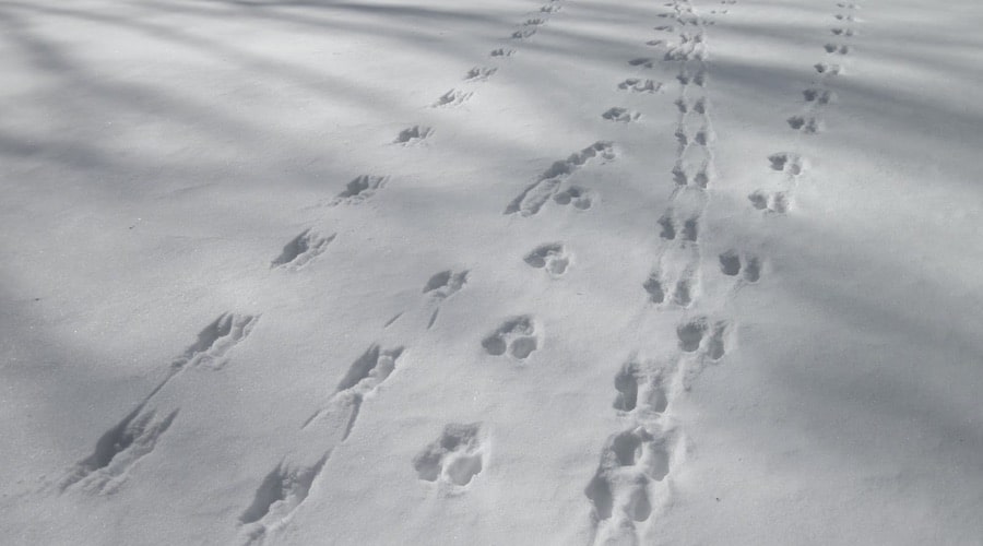Hooveprints in the snow – a hint to lead a creative life.